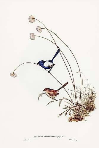 White-winged Wren-Malurus leucopterus Art Print