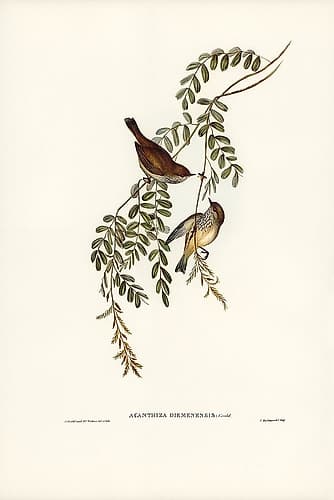 Tasmanian Acanthiza-Acanthiza Diemenensis Art Print