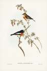 Scarlet-breasted Robin-Petroica multicolor Art Print