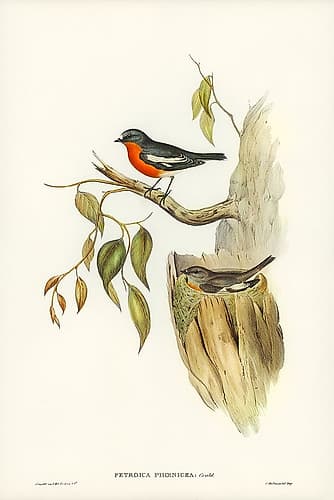 Flame-breasted Robin-Petroica phoenicea Art Print