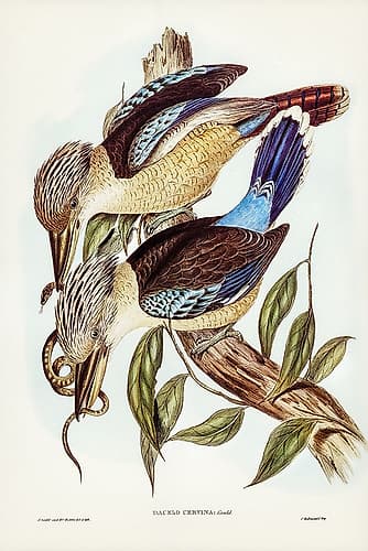 Fawn-breasted Kingfisher-Dacelo corvina Art Print
