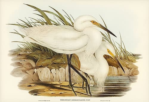 Spotless Egret-Herodias immaculata Art Print