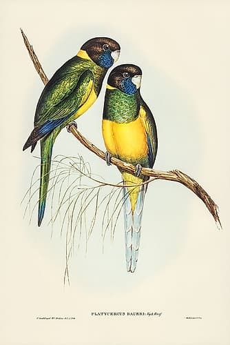 Bauers Parrakeet-Platycercus Bauerii Art Print