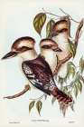 Great Brown Kingfisher-Dacelo gigantic Art Print