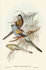 Golden-backed Parakeet-Psephotus chrysopterygius Art Print