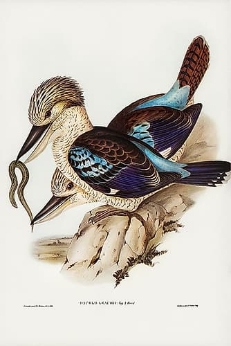Leachâ€™s Kingfisher-Dacelo Leachii Art Print