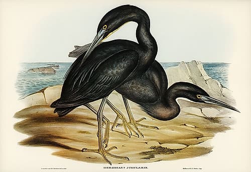 Blue Reef Heron-Herodias jugularis Art Print
