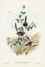 Beautiful Wren-Malurus pulcherrimus Art Print