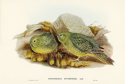 Nocturnal Ground-Parakeet-Geopsittacus occidentalis Art Print