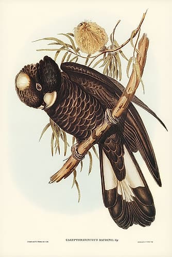 Baudins Cockatoo-Calyptorhynchus Baudinii Art Print