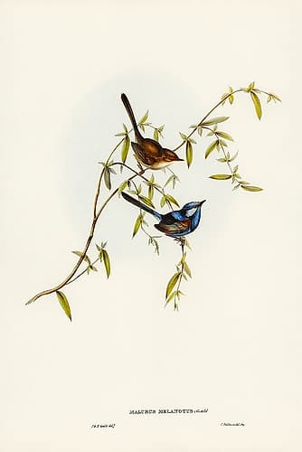 Black-backed Wren-Malurus melanotus Art Print