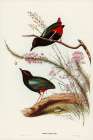 Rainbow Pitta-Pitta Iris Art Print