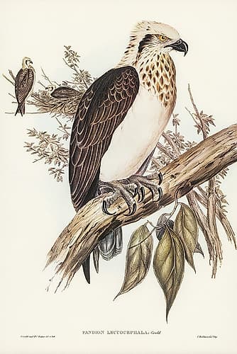 White-headed Osprey-Pandion leucocephalus Art Print