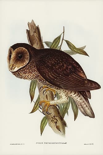 Sooty Owl-Strix tenebricosus Art Print