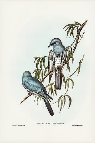 Swainsonâ€™s Graucalus-Graucalus Swainsonii Art Print