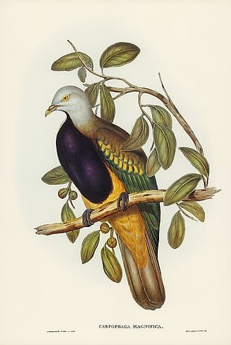 Magnificent Fruit Pigeon-Carpophaga magnifica Art Print