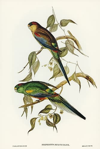 Many-coloured Parakeet-Psephotus multicolor Art Print