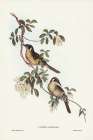 Singing Honey-eater-Ptilotis sonorus Art Print