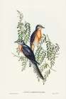 Ash-coloured Cuckoo-Cuculus cineraceus Art Print by John Gould