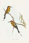 Australian Bee-eater-Merops ornatus Art Print by John Gould