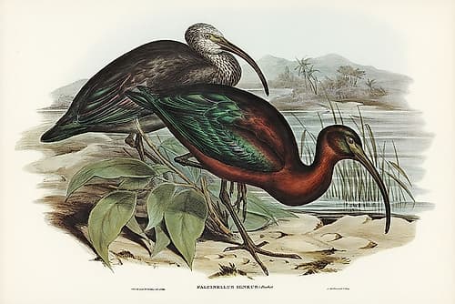 Glossy Ibis-Falcinellus igneus Art Print