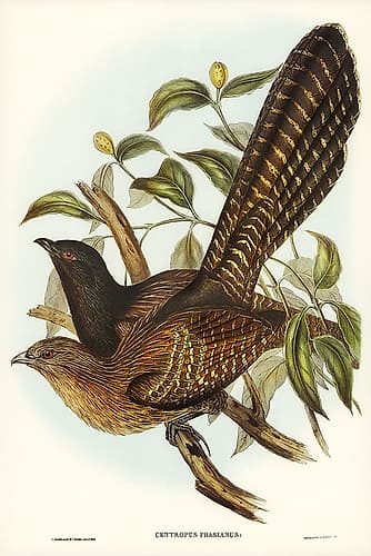 Pheasant Cuckoo-Centropus Phasianus Art Print
