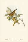 Slender-billed Zosterops-Zosterops tenuirostris Art Print