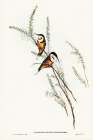 Slender-billed Spine-bill-Acanthorhynchus tenuirostris Art Print