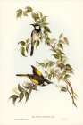 White-cheeked Honey-eater-Meliphaga sericea Art Print