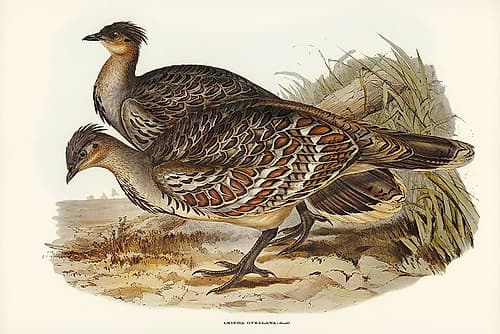 Ocellated Leipoa-Leipoa ocellata Art Print