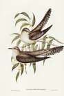 Unadorned Cuckoo-Cuculus inornatus Art Print