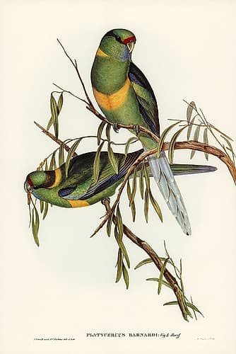Black-tailed Parakeet-Polytelis melanura Art Print