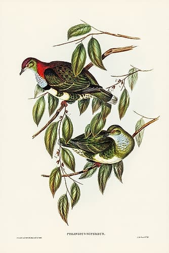Superb Fruit Pigeon-Ptilinopus superbus Art Print