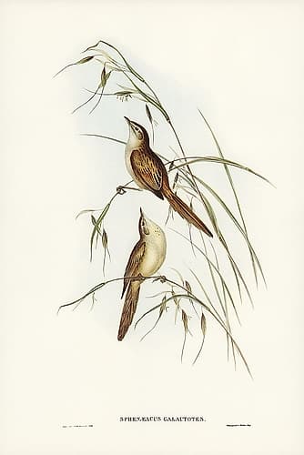Tawny Sphenoeacus-Phenoeacus galactotes Art Print
