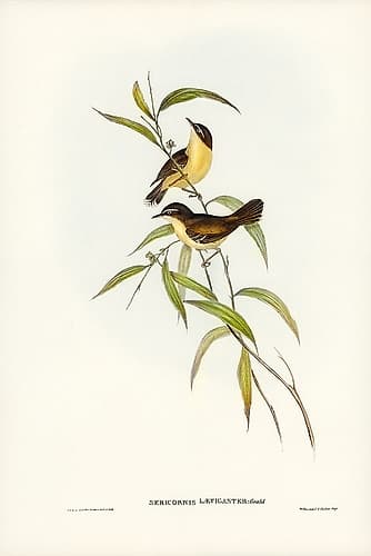 Buff-breasted scrubwren-Sericornis laevigaster Art Print