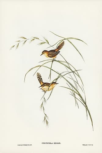 Exile Warbler-Cysticola exilis Art Print