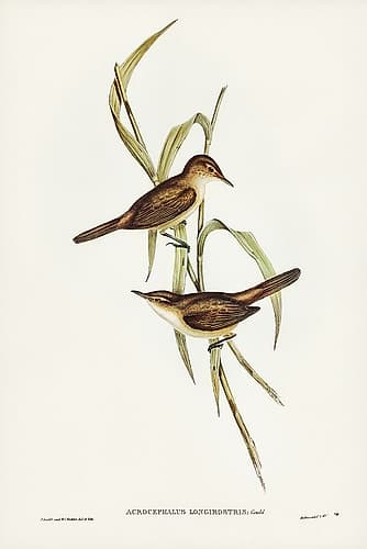 Long-billed Reed Warbler-Acrocephalus longirostris Art Print