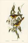 Wattle-cheeked Honey-eater-Ptilotis cratitius Art Print