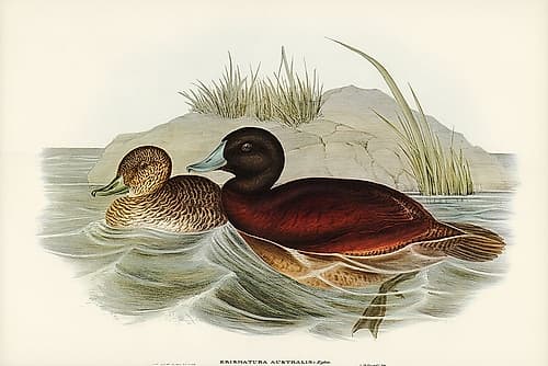 Blue-billed Duck-Erismatura Australis Art Print