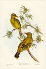 Crescent-marked Oriole Art Print