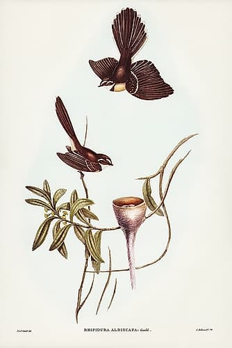 White-shafted Fantail-Rhipidura albiscapa Art Print