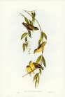 Striated Pardalote-Pardalotus striatus Art Print
