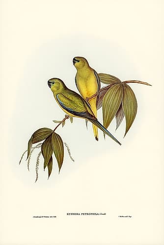 Rock Grass-Parakeet-Euphema petrophila Art Print