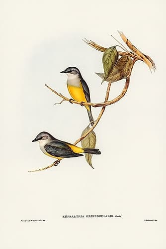 Grey-breasted Robin-Eopsaltria griseogularis Art Print