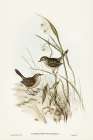 Striated Reed Lark-alamanthus fuliginosus Art Print