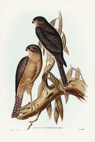 Collared Sparrow Hawk-Accipter torquatus Art Print