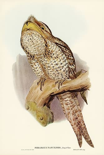 Papuan Podargus-Podargus Papuensis Art Print
