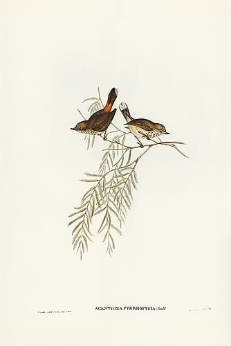 Red-rumped Acanthiza-Acanthiza pyrrhopygia Art Print