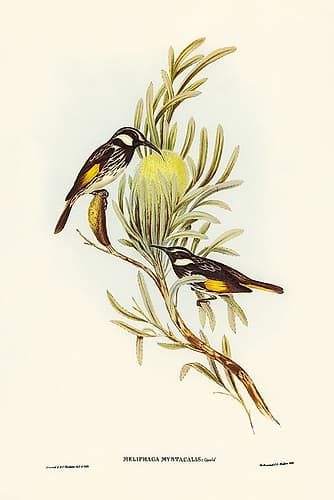 Moustached Honey-eater-Meliphaga mystacalis Art Print