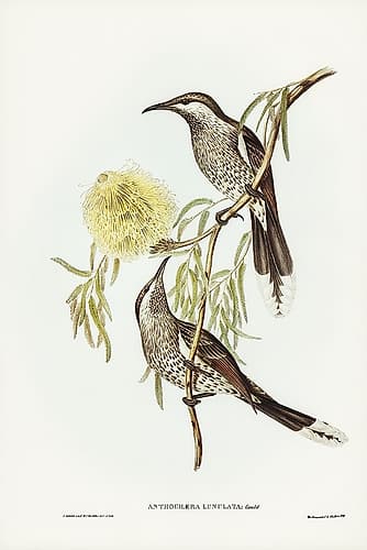Lunulated Wattle Bird-Anthochaera lunulata Art Print
